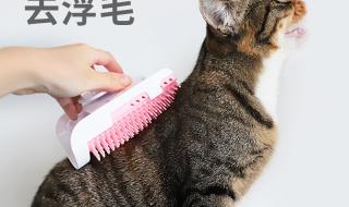 猫掉毛最好的解决办法 猫咪掉毛怎么办